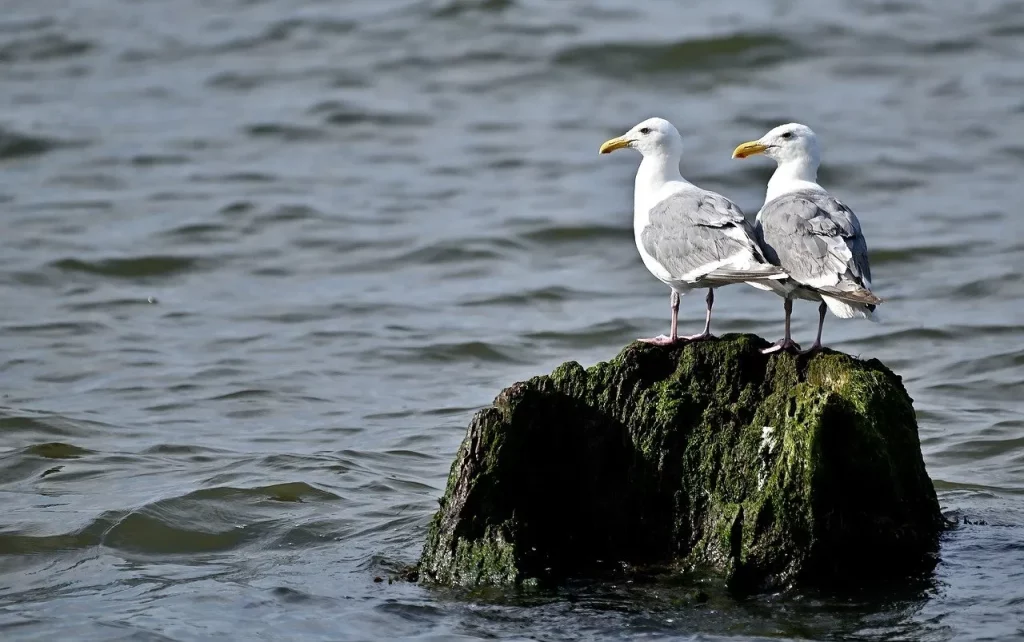Two seagulls on a rock