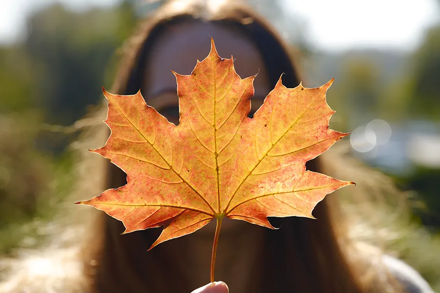 Fall Maple Leaf