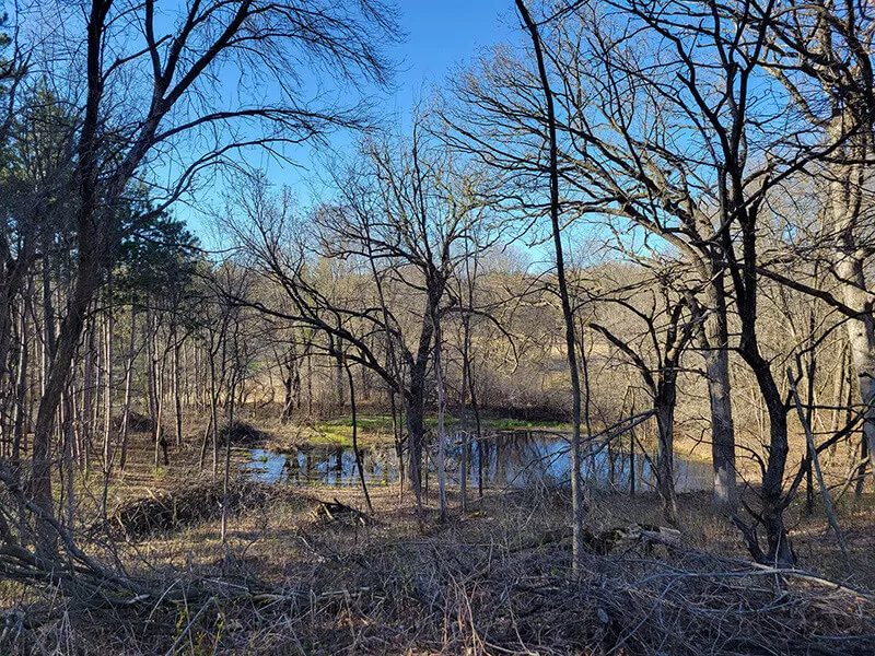 Early spring woods with trees beginning to bud and a small pond in the background, against a blue sky. Image courtesy of Rachael Keefe.