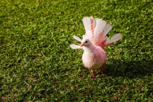 Pink and white pigeon