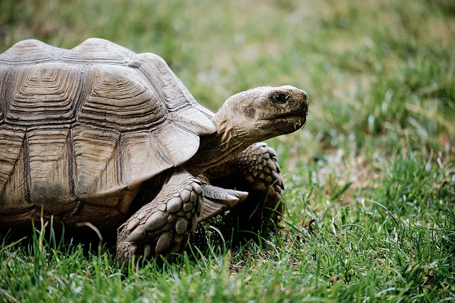 Turtle on grass