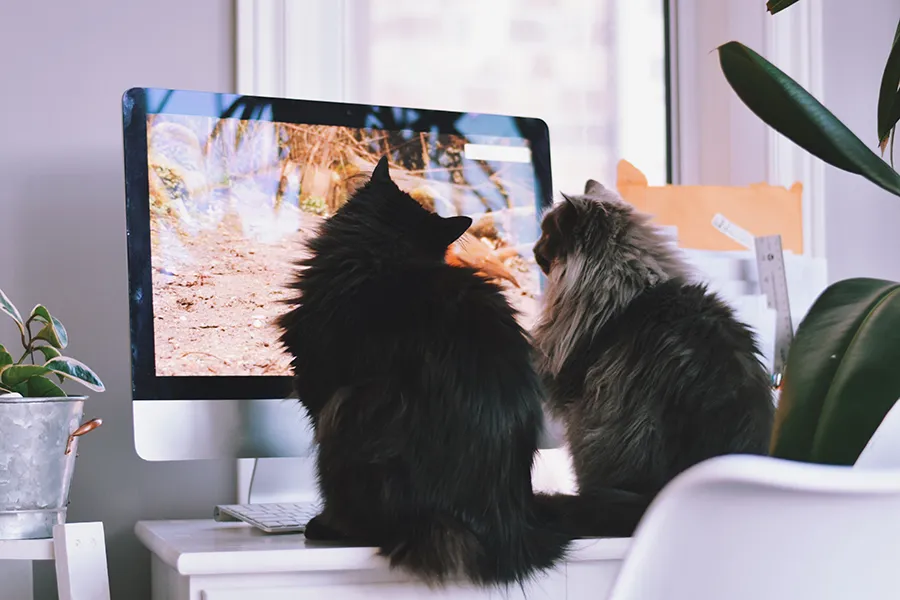 Two cats watching a screen