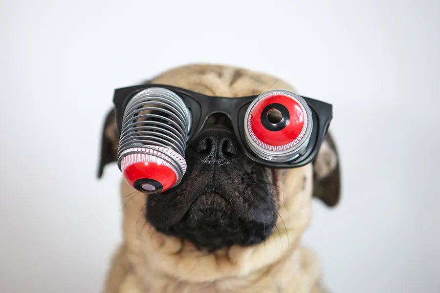 Pug with goofy glasses