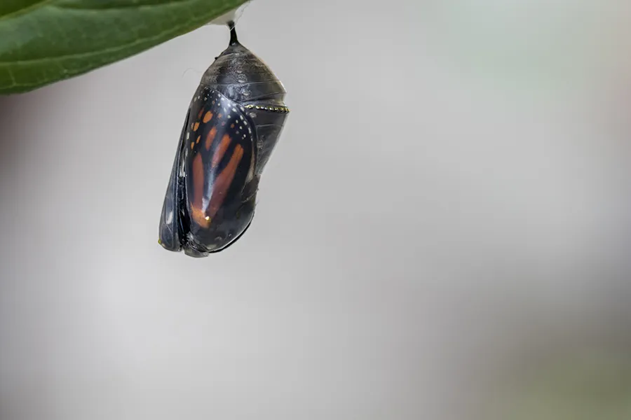 Monarch butterfly in cocoons