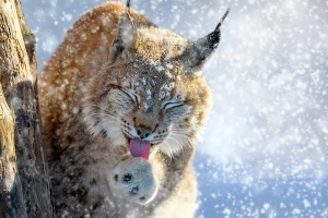 Lynx in the snow