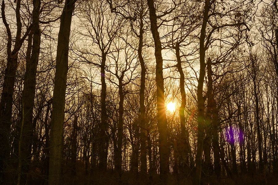 Sun through winter trees