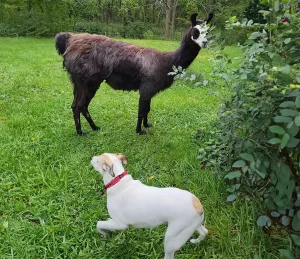 Morgan the Dog plays with a llama